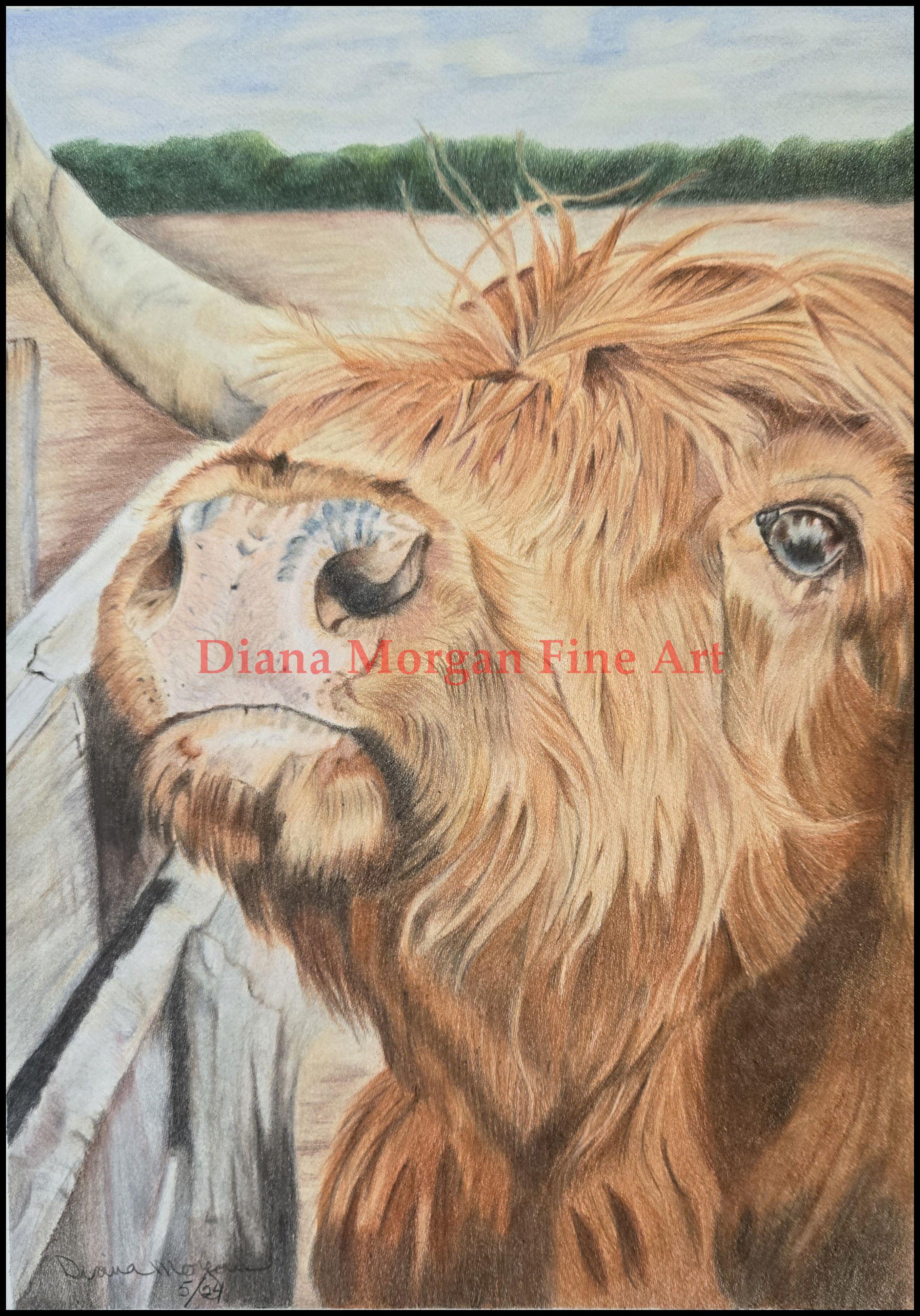 "Irving"  the Highland Cow